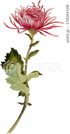 菊の博物図写生画素材 菊の博物図写生画素材 139264106