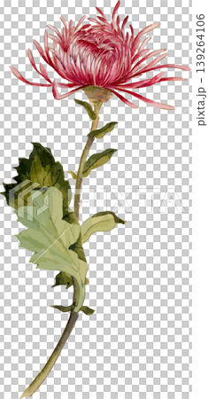 菊の博物図写生画素材 菊の博物図写生画素材 139264106