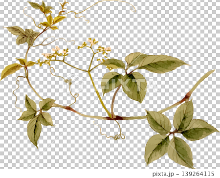ヤブガラシの博物図写生画素材 ヤブガラシの博物図写生画素材 139264115