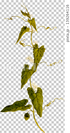 Natural history illustration/drawing material for the Japanese gourd (Cucurbita japonica) Natural history illustration/drawing material for the Japanese gourd (Cucurbita japonica) 139264116