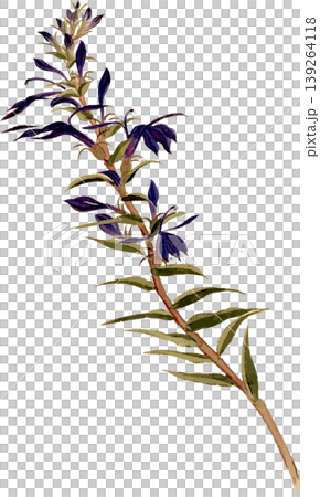 Natural history illustration drawing material by Kikyo Sawa 139264118