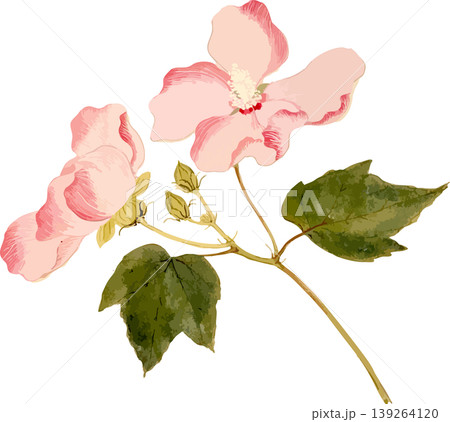 木芙蓉の博物図写生画素材 木芙蓉の博物図写生画素材 139264120