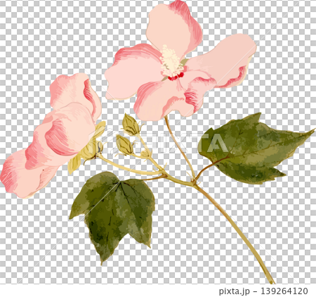木芙蓉の博物図写生画素材 木芙蓉の博物図写生画素材 139264120
