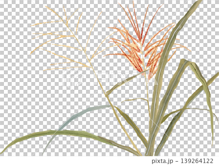 Natural history illustration material for drawing Japanese pampas grass. Natural history illustration material for drawing Japanese pampas grass. 139264122