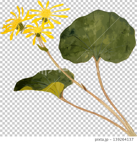 Natural history illustration material for drawing Farfugium japonicum Natural history illustration material for drawing Farfugium japonicum 139264137