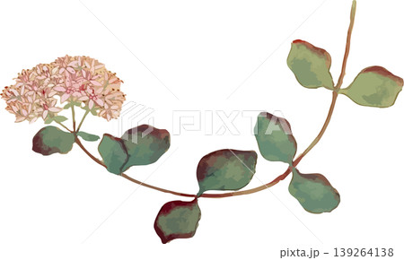 ミセバヤの博物図写生画素材 139264138