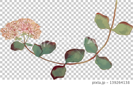 ミセバヤの博物図写生画素材 139264138