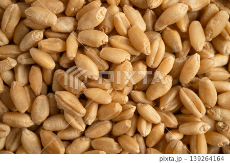 Wheat and grains ears agricultural, organic farm. 139264164