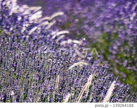 Lavender fields in bloom in Provence 139264188