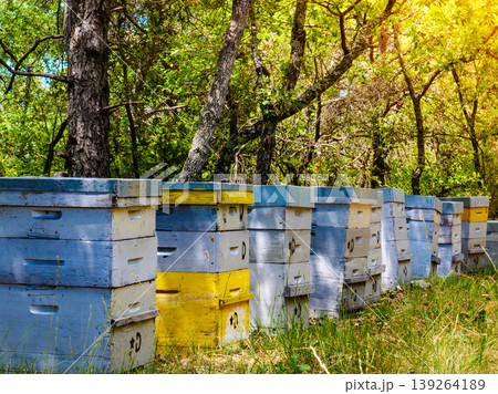 Bee hives in green forest. Beekeeping. Bee hives in green forest. Beekeeping. 139264189