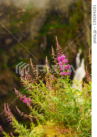 Purple flowers rosebay on norwegian nature 139264201