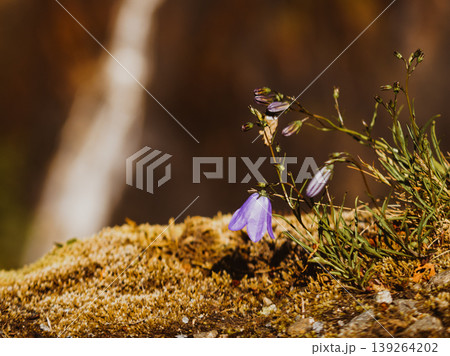 Violet flowers in mountains. Spring or summer time. 139264202