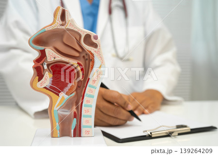 Asian doctor with nasal oral throat cavity neck human anatomy model for study diagnosis and treatment in hospital. Asian doctor with nasal oral throat cavity neck human anatomy model for study diagnosis and treatment in hospital. 139264209