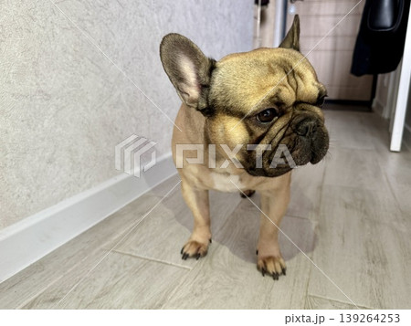 A fawn-colored French bulldog dog in a close-up home environment 139264253