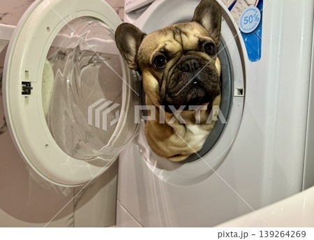 A fawn-colored French bulldog dog in a close-up home environment 139264269