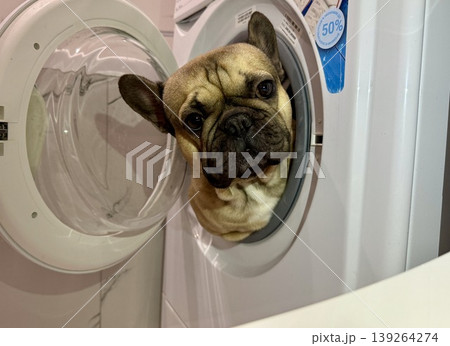 A fawn-colored French bulldog dog in a close-up home environment 139264274