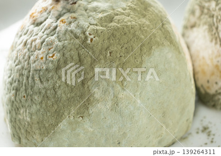 Macro texture of green mold covering a rotten lemon 139264311