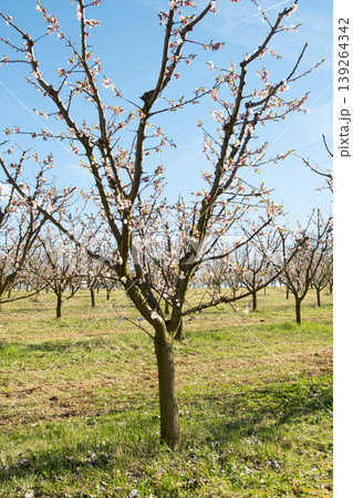 Apricot orchard after spring blossom 139264342