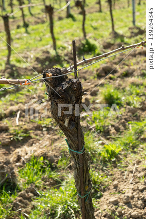 Close-up of an old grapevine trunk in a spring orchard. 139264345