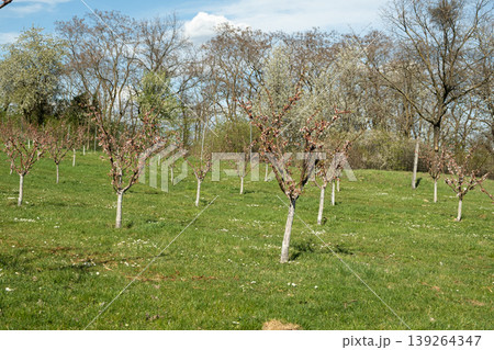 Fruit trees in neat rows with painted white bark in spring garden. Fruit trees in neat rows with painted white bark in spring garden. 139264347