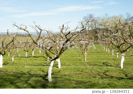 Apricot tree branch after blooming in spring orchard Apricot tree branch after blooming in spring orchard 139264351