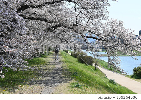 京都市賀茂川 遊歩道の桜トンネル 139264386