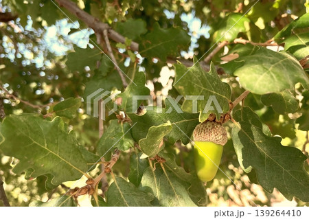 Green Acorns on an Oak Tree Branch. A vibrant close-up of two unripe acorns surrounded by lush leaves, perfect for nature and growth themes. 139264410