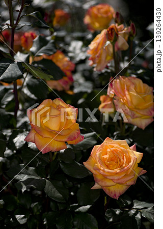薔薇園に赤色や黄色のバラの花が咲いています。このバラの名前はクリスエバートです。 139264430