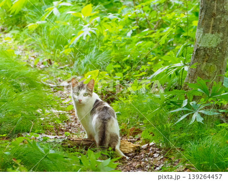 山道を歩く野良猫 139264457