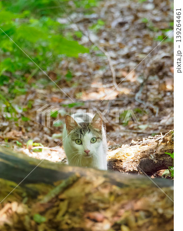 こちらに向かってくる野良猫 こちらに向かってくる野良猫 139264461