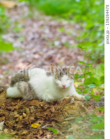 うたたね野良猫 うたたね野良猫 139264478