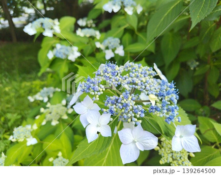 初夏の紫陽花 / Hydrangea in Early Summer 初夏の紫陽花 / Hydrangea in Early Summer 139264500