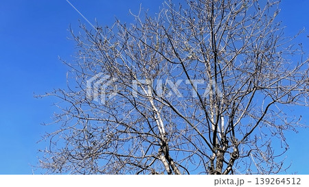 Bare Winter Tree Silhouette Against Blue Sky. A crisp view of a leafless tree under a clear sky. Bare Winter Tree Silhouette Against Blue Sky. A crisp view of a leafless tree under a clear sky. 139264512