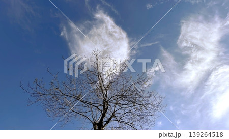 Bare Winter Tree Silhouette Against Blue Sky. A crisp view of a leafless tree under a clear sky.  139264518