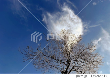 Bare Winter Tree Silhouette Against Blue Sky. A crisp view of a leafless tree under a clear sky.  139264519