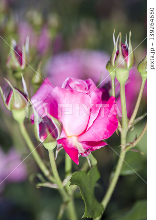 薔薇園にピンク色の薔薇の花が咲いています。このバラの名前はプリンセス・チチブです。 薔薇園にピンク色の薔薇の花が咲いています。このバラの名前はプリンセス・チチブです。 139264680
