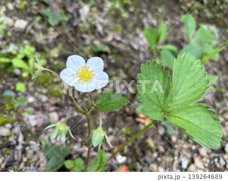 ポツンと咲く苺の花 139264689