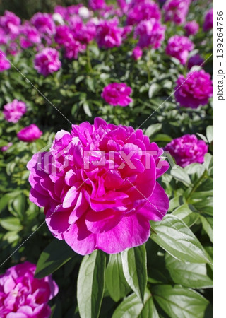 芍薬園にピンク色のシャクヤクが咲いています。このシャクヤクの名前はサラ・ベルナールです。 芍薬園にピンク色のシャクヤクが咲いています。このシャクヤクの名前はサラ・ベルナールです。 139264756