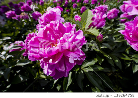芍薬園にピンク色のシャクヤクが咲いています。このシャクヤクの名前はサラ・ベルナールです。 芍薬園にピンク色のシャクヤクが咲いています。このシャクヤクの名前はサラ・ベルナールです。 139264759