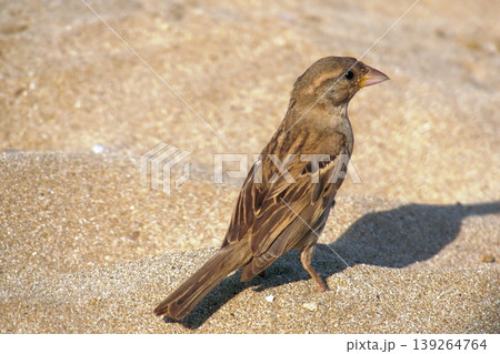 Sparrow on sandy beach feeding on bread. A small house sparrow bird foraging for a piece of yellow bread or cake crumb on the warm, fine sand. 139264764