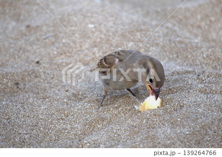 Sparrow on sandy beach feeding on bread. A small house sparrow bird foraging for a piece of yellow bread or cake crumb on the warm, fine sand. 139264766