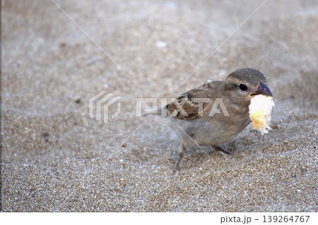 Sparrow on sandy beach feeding on bread. A small house sparrow bird foraging for a piece of yellow bread or cake crumb on the warm, fine sand. 139264767