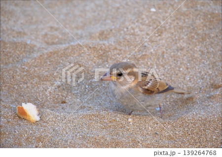 Sparrow on sandy beach feeding on bread. A small house sparrow bird foraging for a piece of yellow bread or cake crumb on the warm, fine sand. 139264768