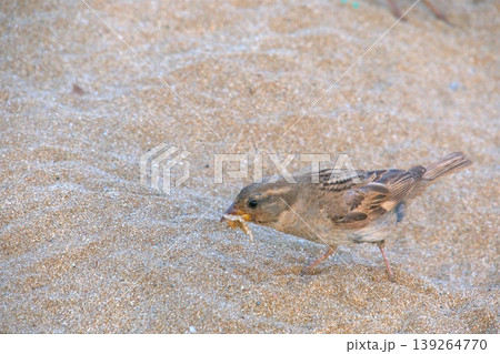 Sparrow on sandy beach feeding on bread. A small house sparrow bird foraging for a piece of yellow bread or cake crumb on the warm, fine sand. 139264770