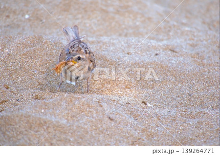 Sparrow on sandy beach feeding on bread. A small house sparrow bird foraging for a piece of yellow bread or cake crumb on the warm, fine sand. Sparrow on sandy beach feeding on bread. A small house sparrow bird foraging for a piece of yellow bread or cake crumb on the warm, fine sand. 139264771