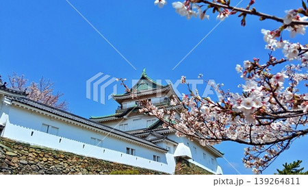 青空と和歌山城に咲く満開の桜 139264811