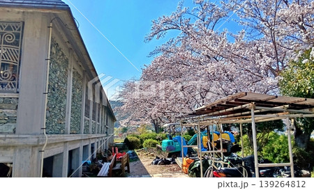 青空と満開の桜が咲く春の工事現場 青空と満開の桜が咲く春の工事現場 139264812