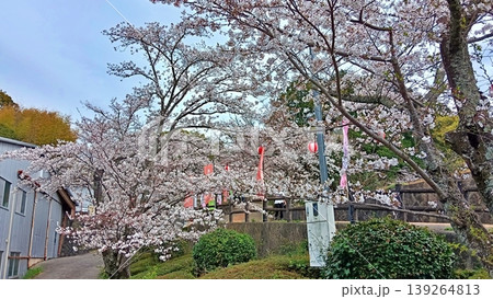 満開の桜が咲く春の公園と提灯 139264813