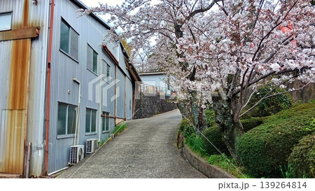 春の訪れを感じる工場と満開の桜並木 139264814