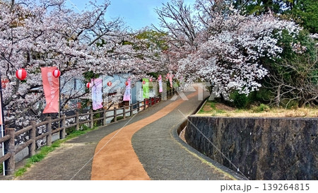 満開の桜並木と提灯が彩る春の遊歩道 139264815